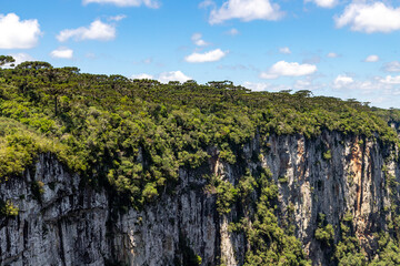 Arauracia forest over cliffs in Itaimbezinho Canyon