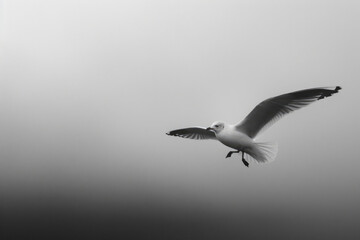 A seagull gliding gracefully through the sky, with its wings outstretched