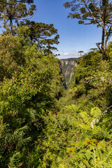 Vegetation and Arauracia trees with waterfall in background in Itaimbezinho Canyon