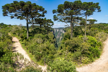 Trail with Arauracia trees and waterfall in background in Itaimbezinho Canyon