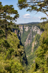 Arauracia tree with waterfall in background in Itaimbezinho Canyon