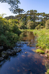 River with Araucaria forest around