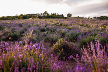 Fototapeta premium Lavender field at Tihany peninsula, Hungary