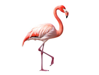 Cartoon Flamingo, isolated on a transparent or white background