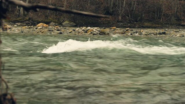 Fast flow of mountain river. Side view. Low angle of shooting. Water in the river foaming and splashing hitting the rocks. On the other side of the river bare tree trunks. Late autumn
