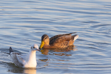 A duck (anatidae) swimming in a lake with a seagull in a blurred foreground