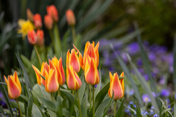 Close-up of red and yellow tulips in full bloom