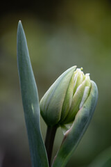 Close-up of a tulip with white and green blossoms
