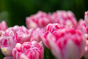 Close-up of red and white tulips in full bloom with raindrops
