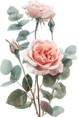 Two pink roses with green leaves on a white background. Perfect for romantic occasions or floral-themed designs
