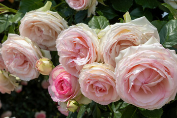 Blossoms of the shrub rose Eden Rose 85 in full bloom in white, pink and light green
