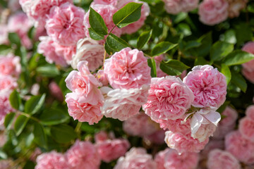 Close-up of many pink roses in full bloom with green leaves