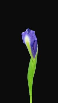 Time lapse of growing and opening blue with yellow iris flower isolated on white background, vertical orientation