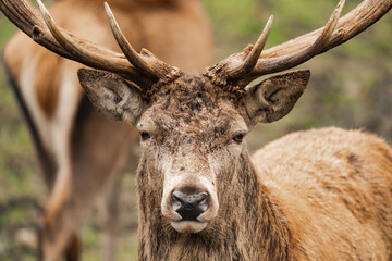 Close-up of a male deer stag buck with huge antlers (Cervidae)