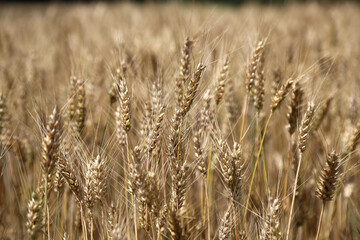 Bright yellow and golden ears of wheat growing in a huge field close-up.