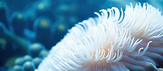 Naklejka na ściany i meble White tiny tube worm in macro scene in marine reef aquaium. Creative Banner. Copyspace image