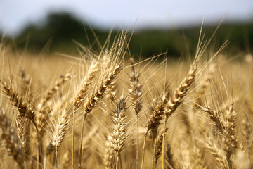 Fototapeta premium Bright yellow and golden ears of wheat growing in a huge field close-up.