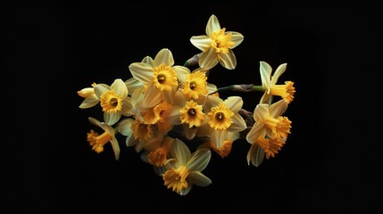 A bunch of yellow flowers on a black background. Can be used to add a pop of color and vibrancy to any design