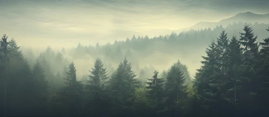 Schilderijen op glas Misty landscape with fir forest in hipster vintage retro style. Creative Banner. Copyspace image © HN Works