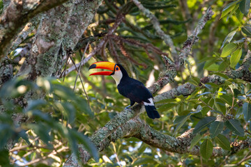 Toucan toco (Ramphastos toco) in the rainforest of brazil © Miguel