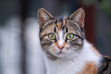 close up portrait of a cat