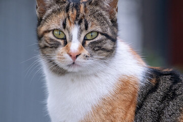 close up portrait of a cat