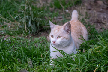 Naklejka na ściany i meble cat in grass