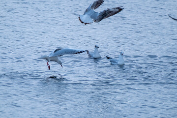seagull in the water