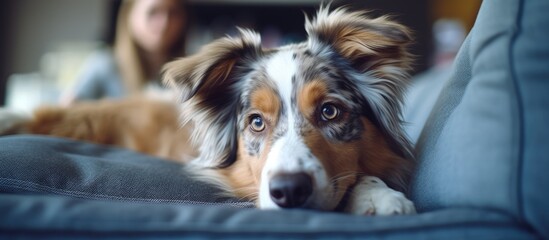 Young man sitting on the sofa petting his female dog Australian Shepherd The dog looks at the camera. Creative Banner. Copyspace image