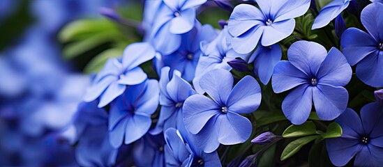 Mesmerizing macro capture of delicate blue periwinkle flowers showcasing their intricate beauty and vibrant hues. Creative Banner. Copyspace image