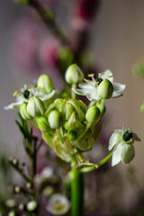 Milchstern Blüte - Nahaufnahme