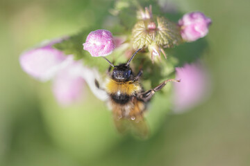European bee sucking pollen and nectar