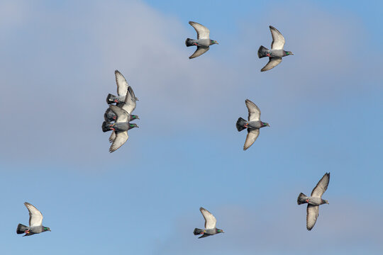 Carrier pigeons in flight