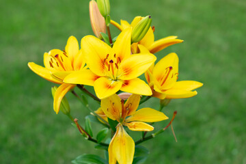 A beautiful yellow lily in a close-up.