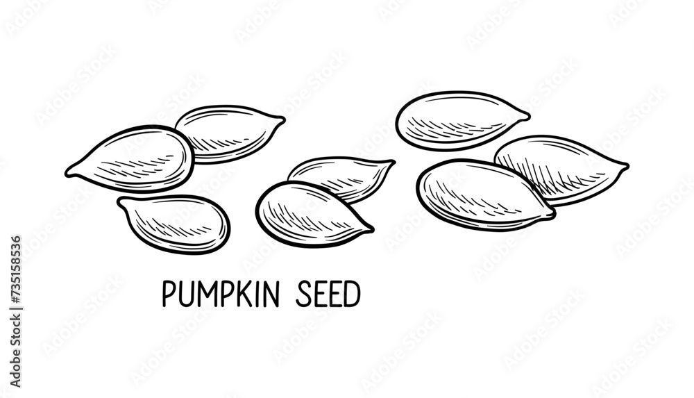 Fototapete nuts seeds linear concept. hand drawn sketch of pumpkin seed with inscription. graphic element for w