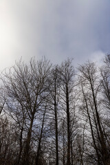 cloudy weather with strong winds in a mixed forest with leafless trees