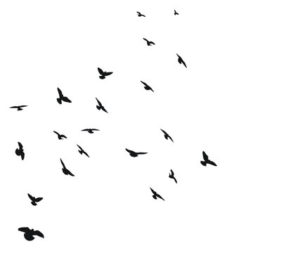 A flock of flying birds, isolated vector