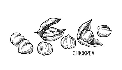 Nuts seeds linear concept. Hand drawn sketch of chickpea with inscription. Template and layout. Healthy eating and diet. Outline flat vector illustration isolated on white background