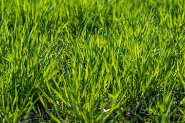 a new wheat crop in the spring season, new sprouts