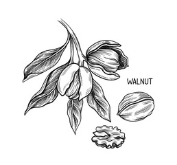 Nuts seeds linear concept. Hand drawn sketch of walnut with inscription. Branch with harvest. Healthy eating and diet. Outline flat vector illustration isolated on white background