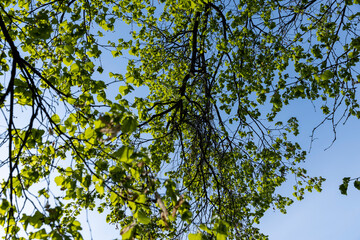 a flowering linden tree in the spring season, a spring park
