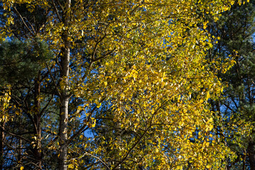 Autumn forest with trees during leaf fall