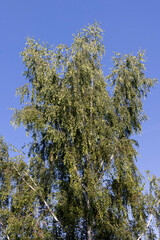 Deciduous trees with green foliage in summer