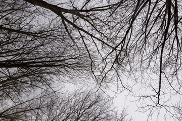 bare branches of maples in the winter season in the park
