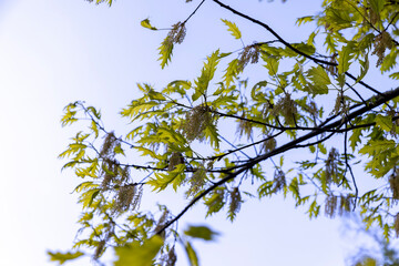 oak foliage and flowers in the spring season