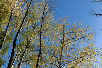 Birch grove with tall birch trees in autumn
