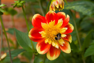 buff tailed bumblebee collecting pollen from a red and yellow dahlia