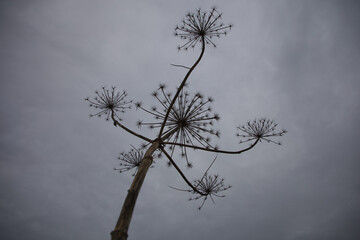 Low angle view of large hogweed plant