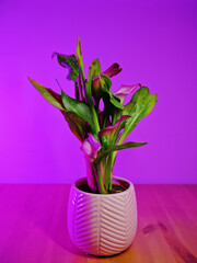 Blooming houseplant calla in the light of a colored lamp