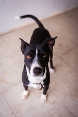 perro negro con blanco